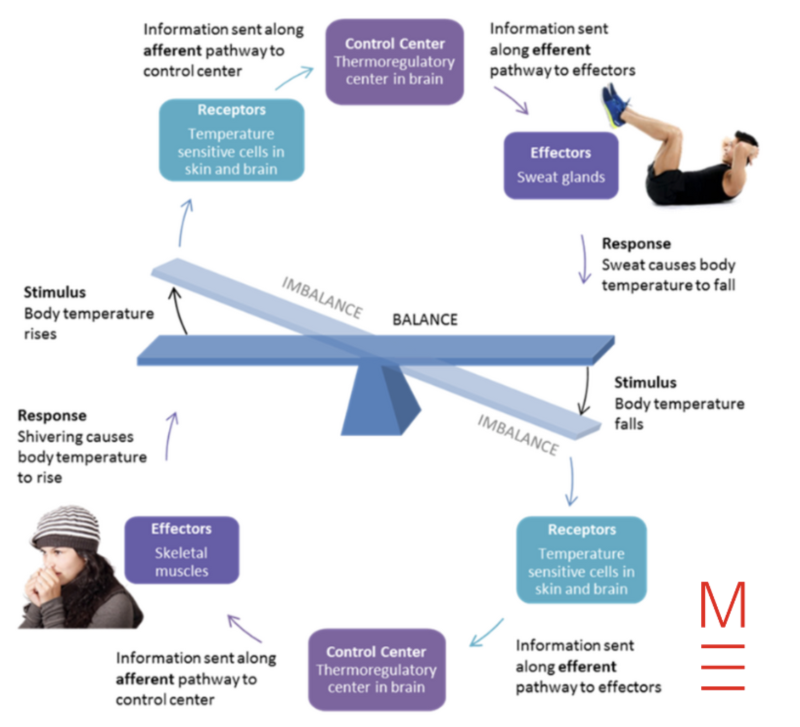 matrix education y9 bio homeostasis diagram/flowchart to show each step